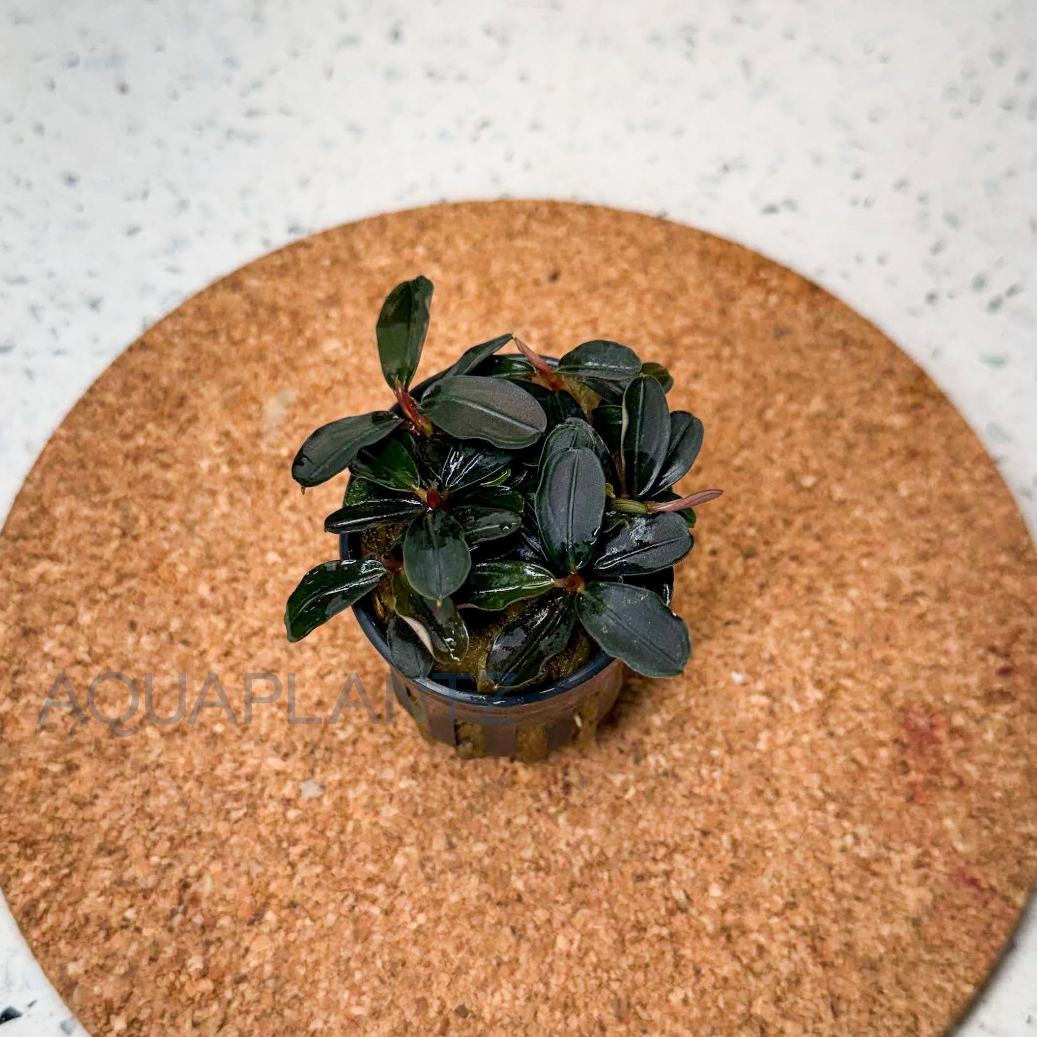 Bucephalandra Kedagang Mini Round aquarium plant — Aquaplantz Canada