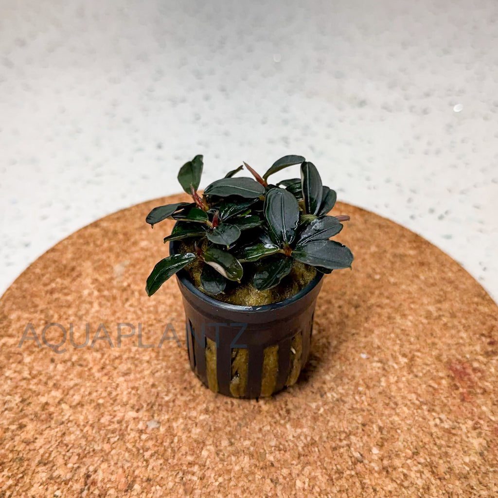 Bucephalandra Kedagang Mini Round aquarium plant — Aquaplantz Canada