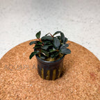 Bucephalandra Kedagang Mini Round aquarium plant — Aquaplantz Canada