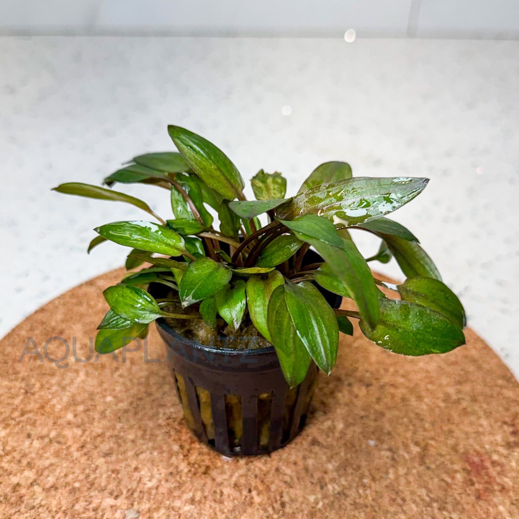Cryptocoryne Florida Sunset aquarium plant — Aquaplantz Canada