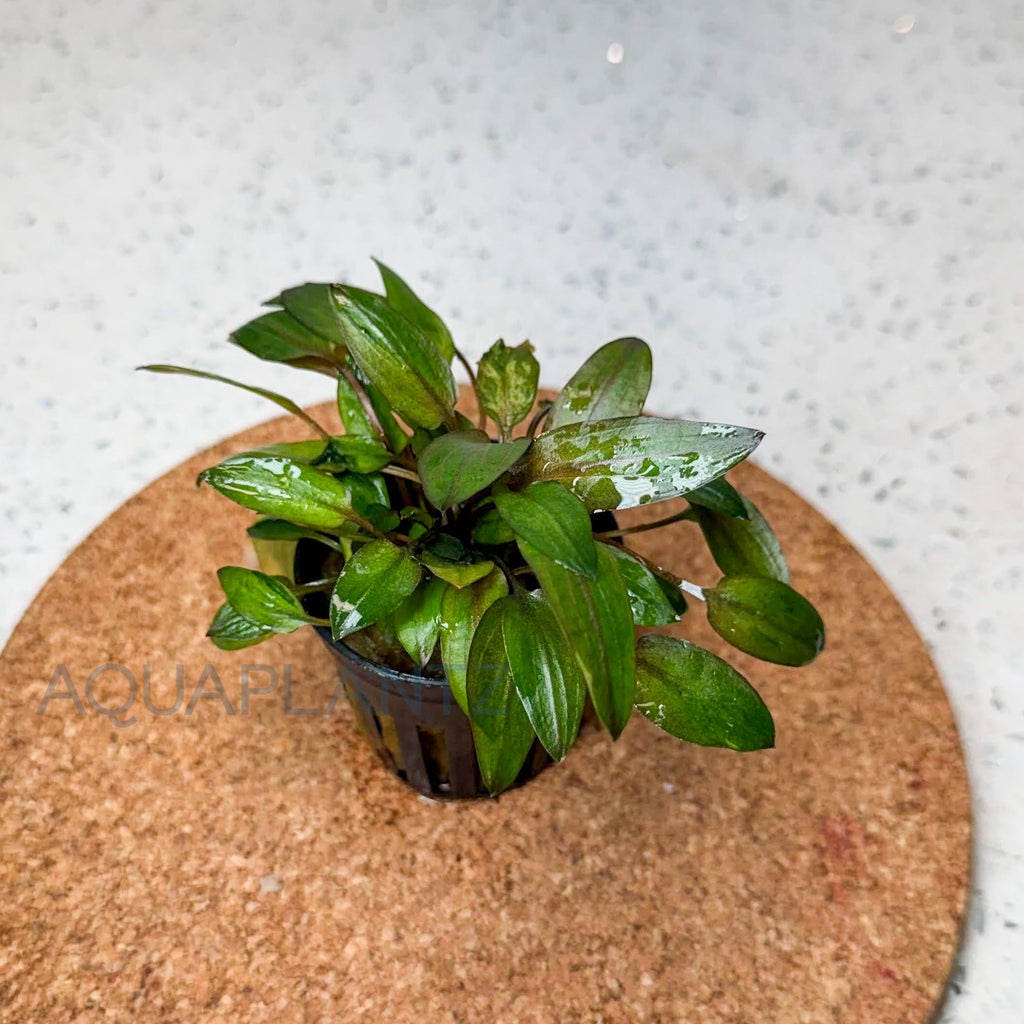 Cryptocoryne Florida Sunset aquarium plant — Aquaplantz Canada