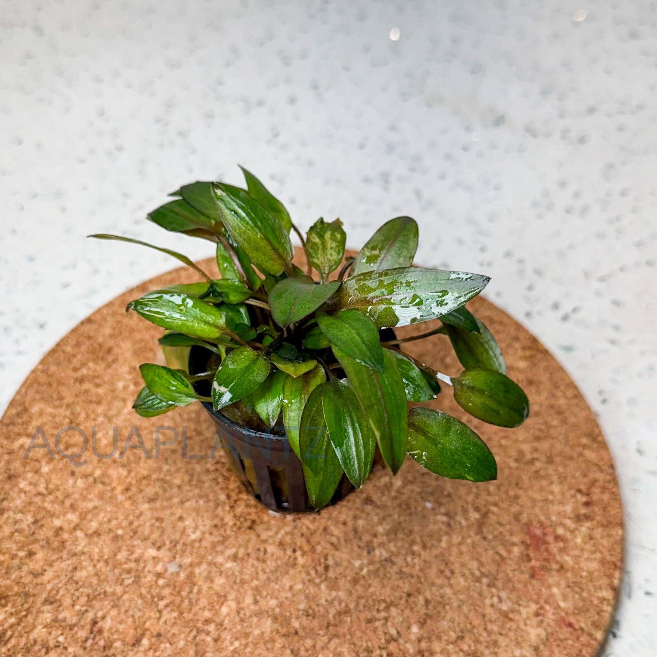 Cryptocoryne Florida Sunset aquarium plant — Aquaplantz Canada