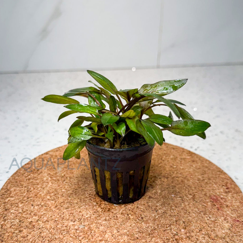 Cryptocoryne Florida Sunset aquarium plant — Aquaplantz Canada