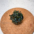 Bucephalandra Godzilla (Kedagang Red) aquarium plant — Aquaplantz Canada