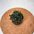 Bucephalandra Godzilla (Kedagang Red) aquarium plant — Aquaplantz Canada