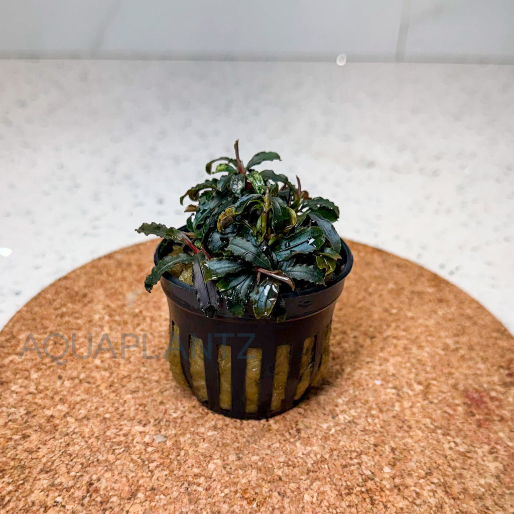 Bucephalandra Godzilla (Kedagang Red) aquarium plant — Aquaplantz Canada