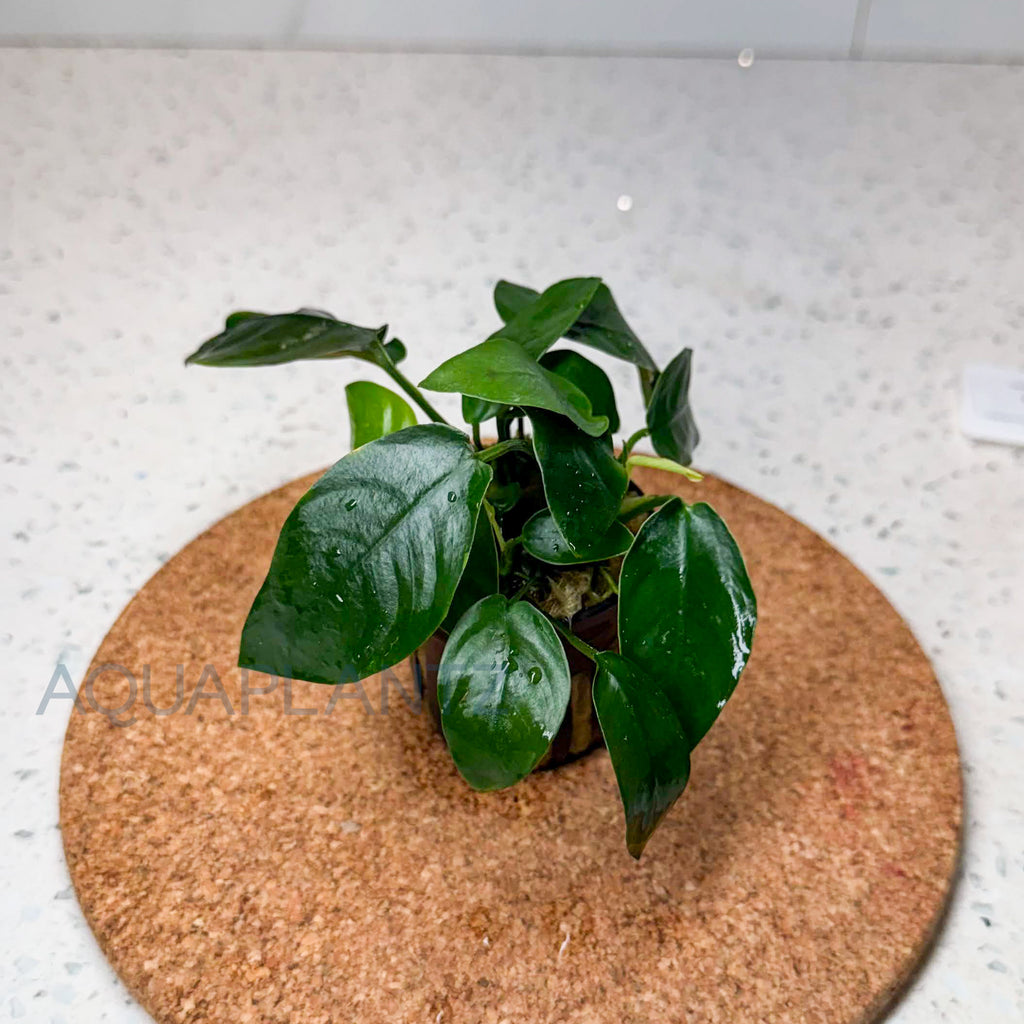 Anubias Barteri var. Nana aquarium plant — Aquaplantz Canada