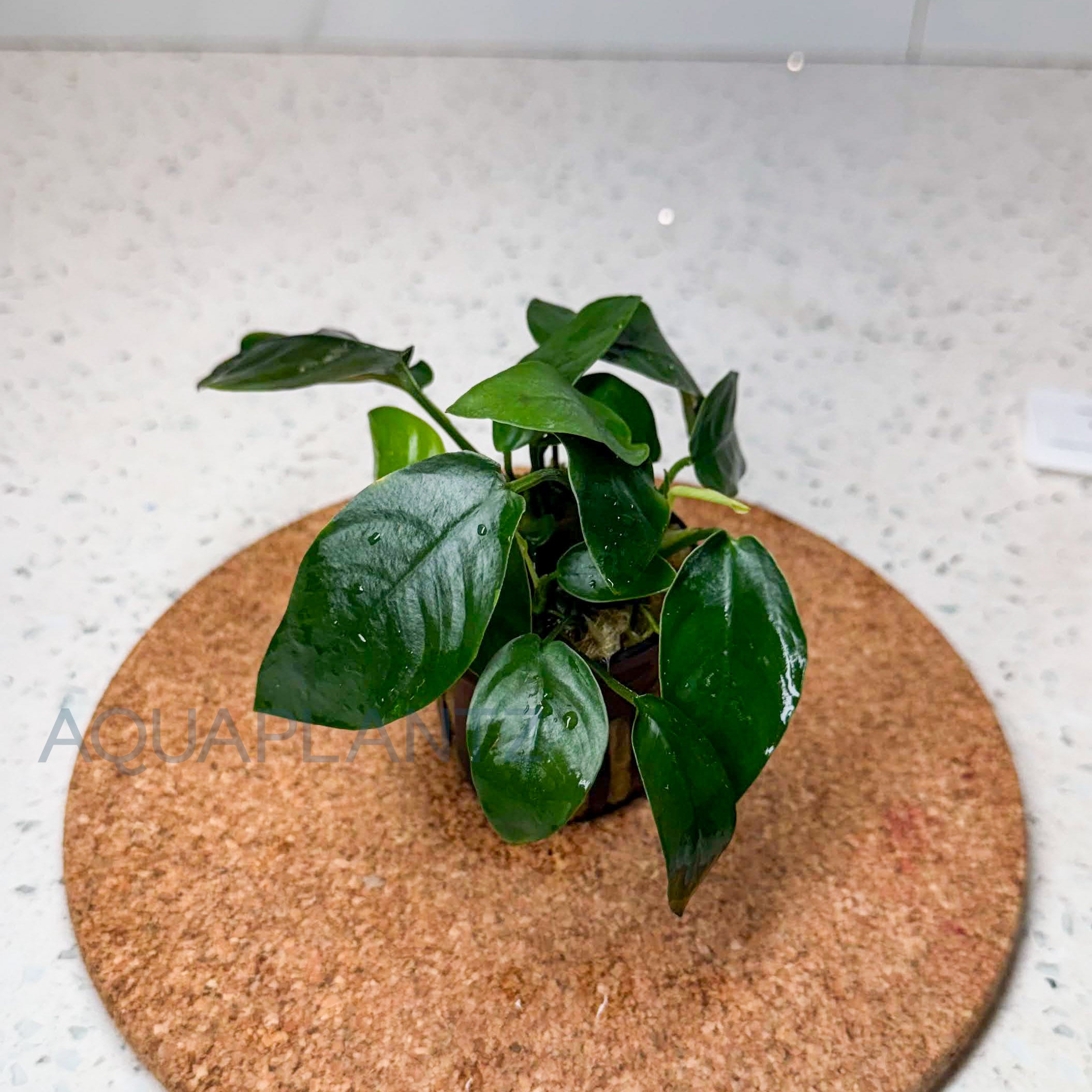 Anubias Barteri var. Nana aquarium plant — Aquaplantz Canada