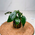 Anubias Barteri var. Nana aquarium plant — Aquaplantz Canada