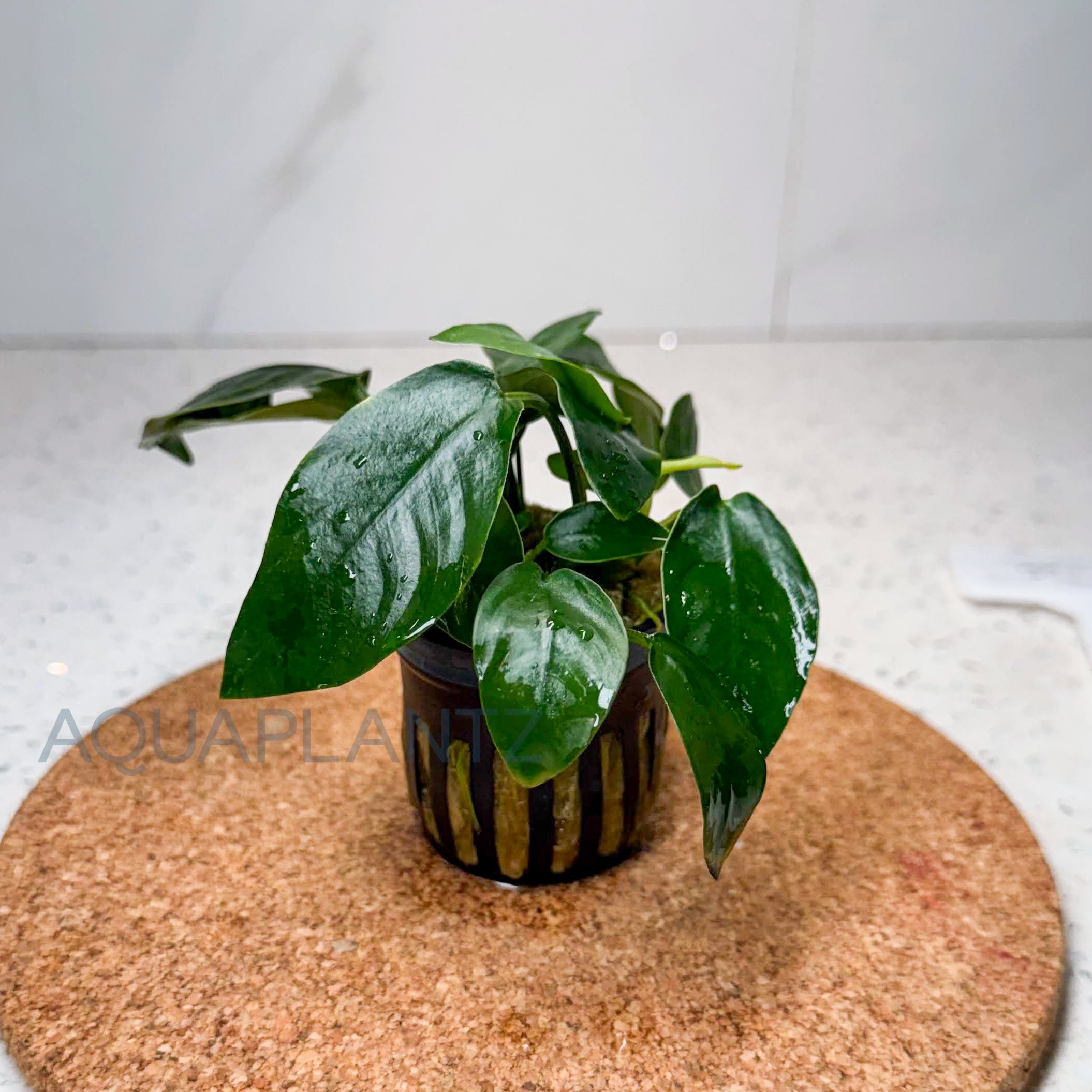 Anubias Barteri var. Nana aquarium plant — Aquaplantz Canada