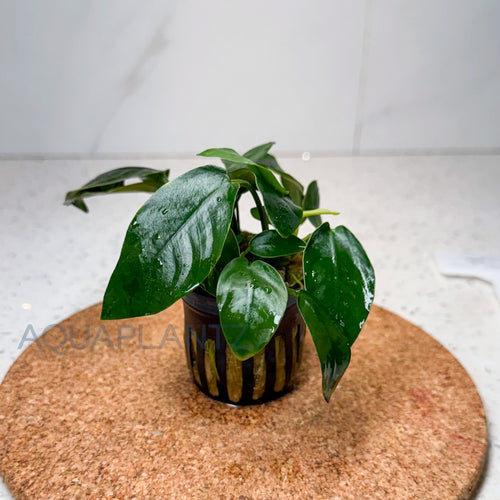 Anubias Barteri var. Nana aquarium plant — Aquaplantz Canada