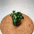 Anubias Nana Petite aquarium plant — Aquaplantz Canada