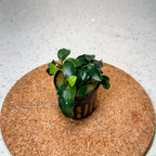 Anubias Nana Petite aquarium plant — Aquaplantz Canada