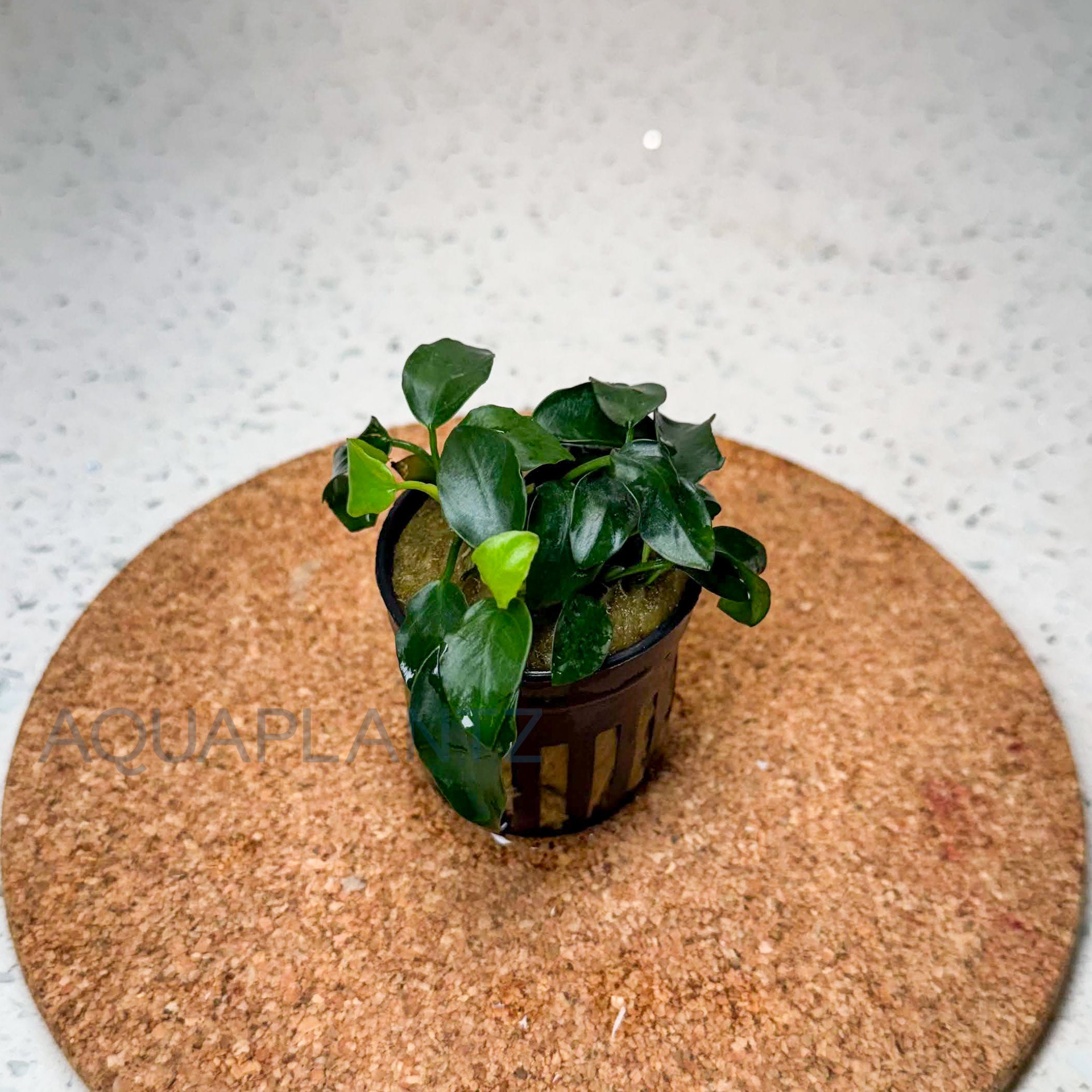 Anubias Nana Petite aquarium plant — Aquaplantz Canada