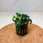 Anubias Nana Petite aquarium plant — Aquaplantz Canada