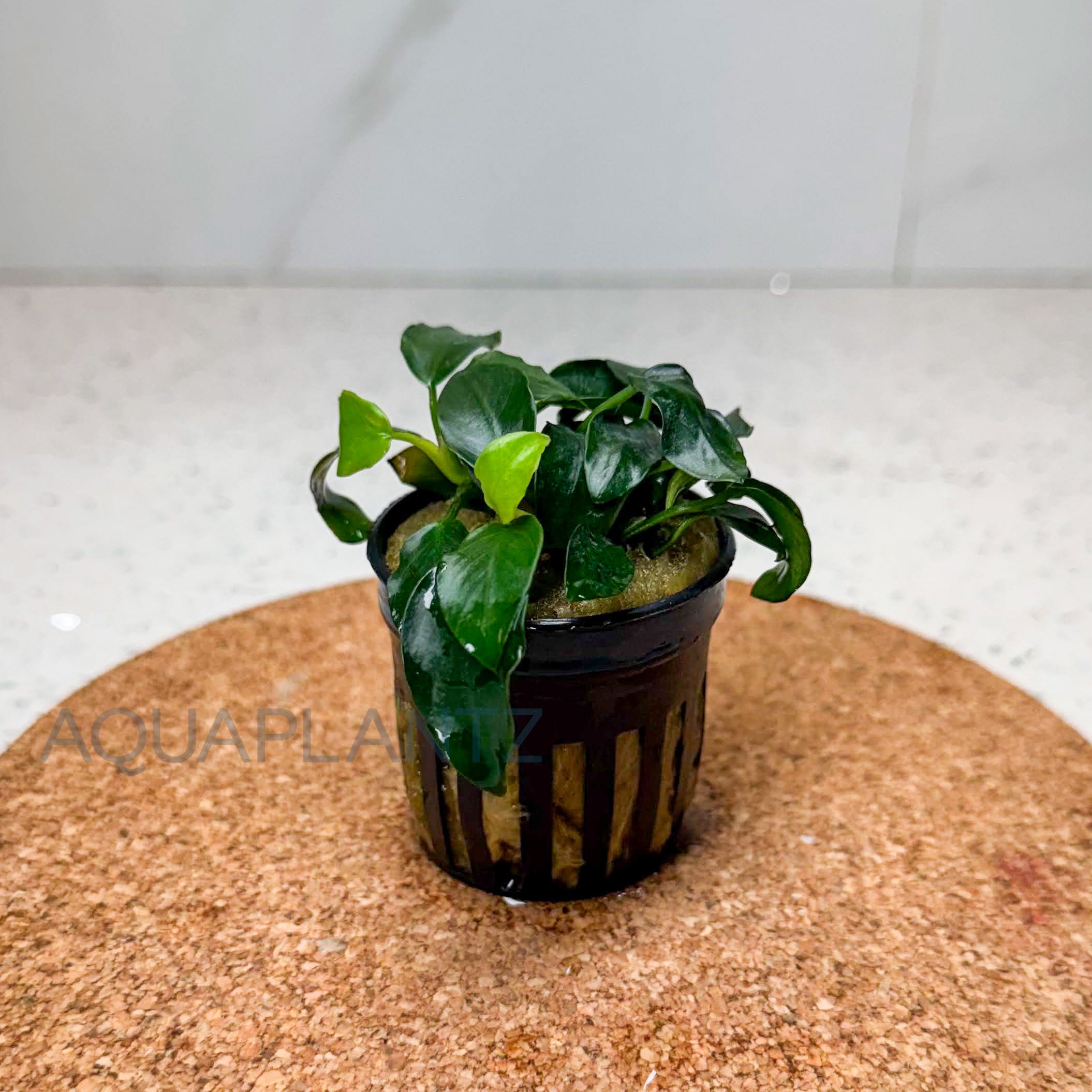 Anubias Nana Petite aquarium plant — Aquaplantz Canada