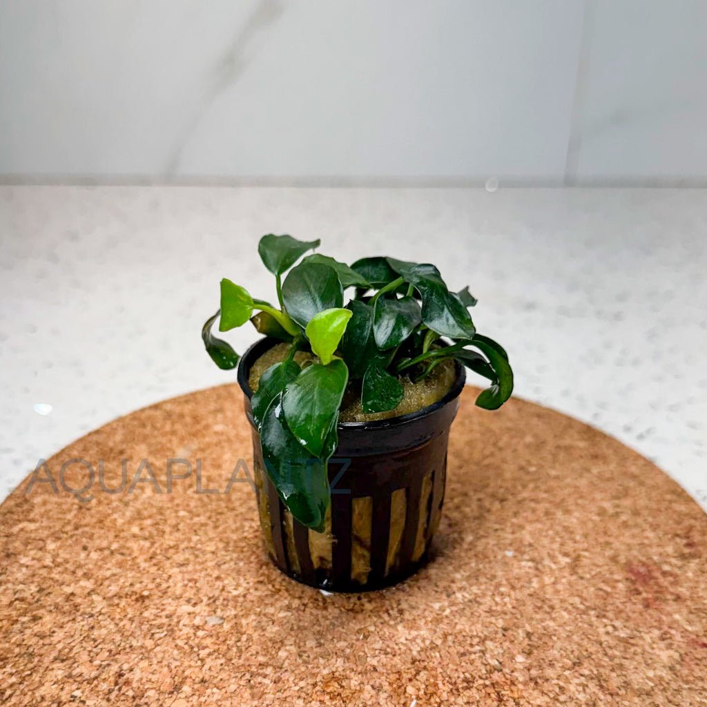 Anubias Nana Petite aquarium plant — Aquaplantz Canada