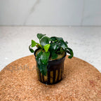Anubias Nana Petite aquarium plant — Aquaplantz Canada