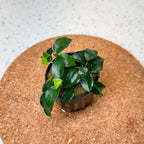 Anubias Nana Petite aquarium plant — Aquaplantz Canada