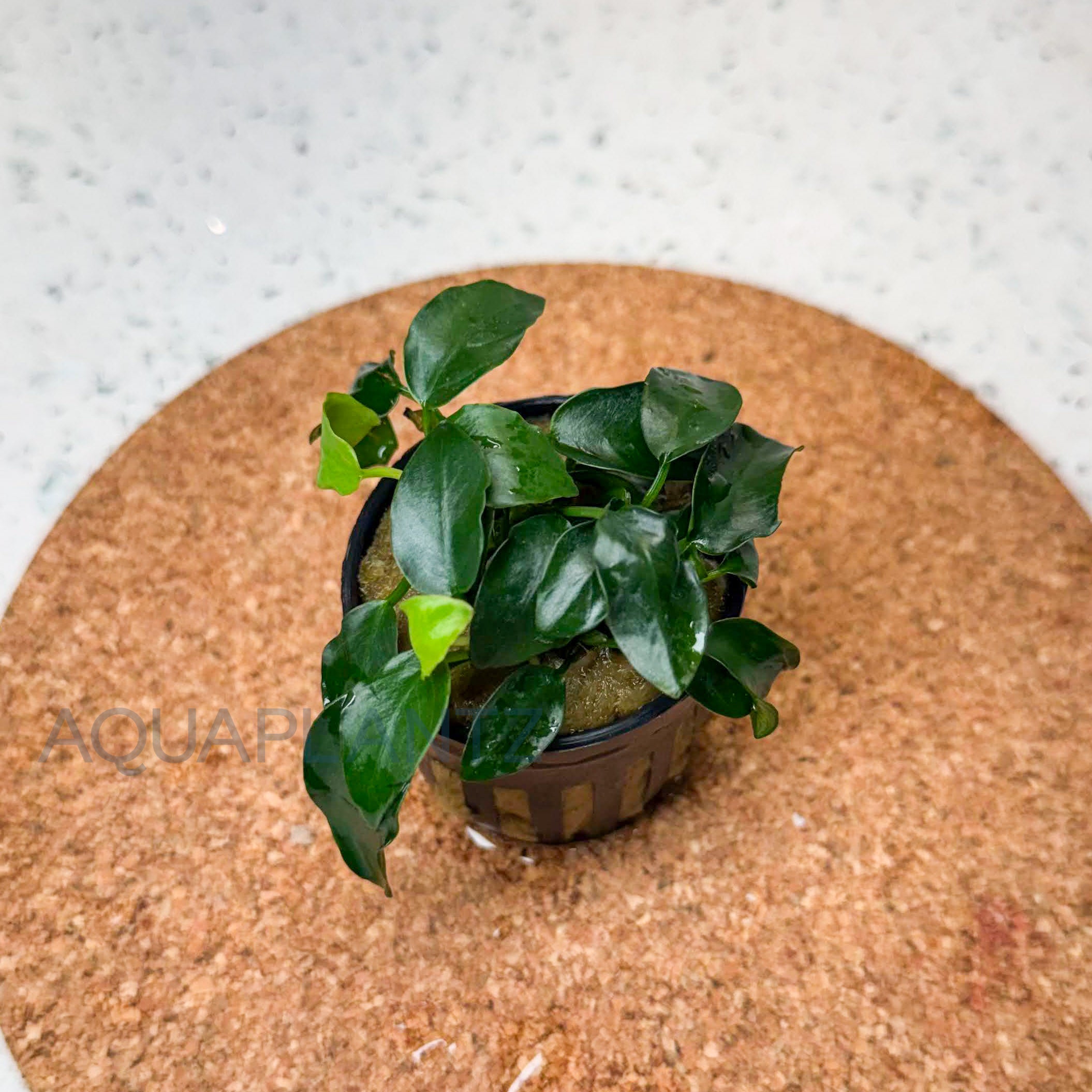 Anubias Nana Petite aquarium plant — Aquaplantz Canada