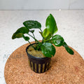 Anubias Golden Coin aquarium plant — Aquaplantz Canada