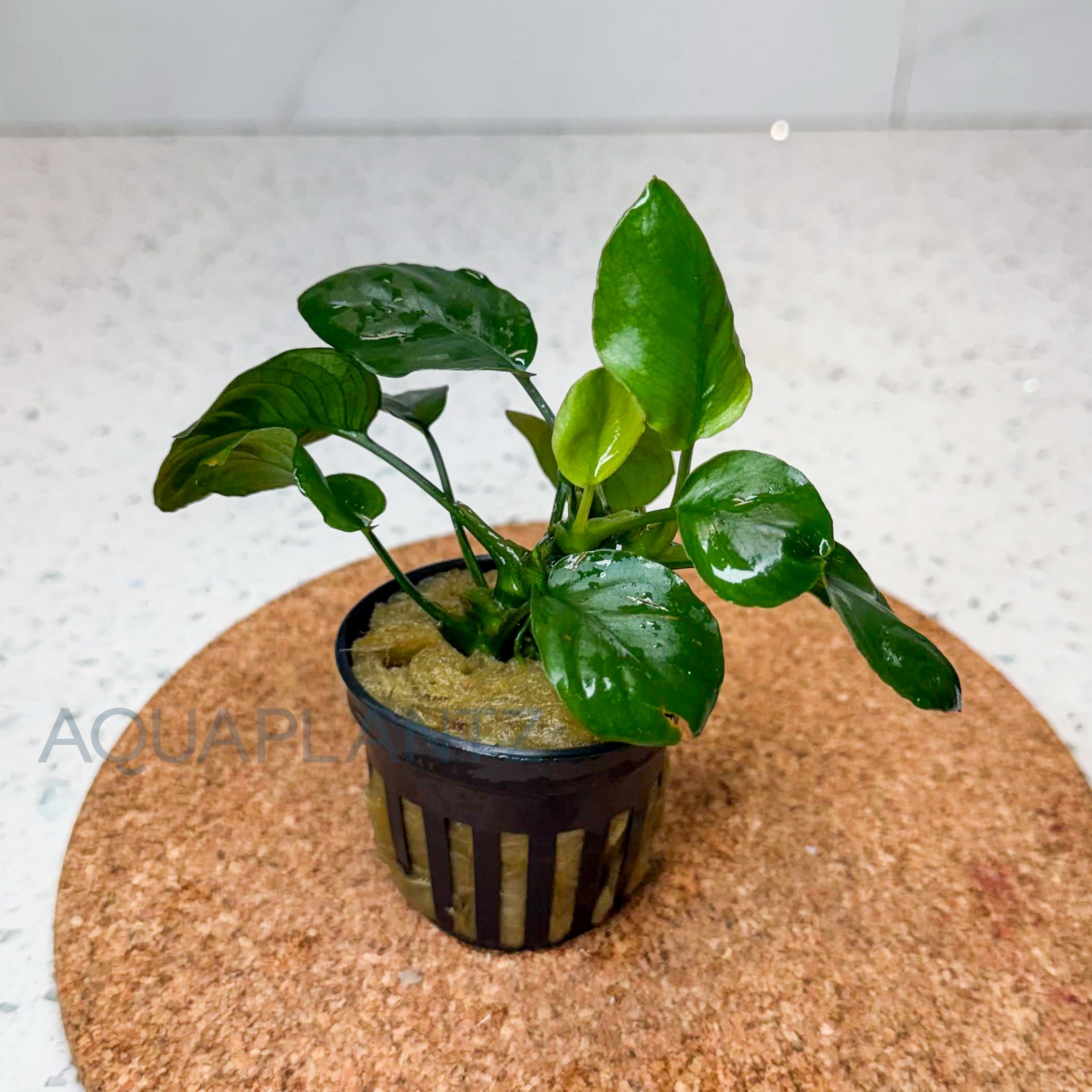 Anubias Golden Coin aquarium plant — Aquaplantz Canada