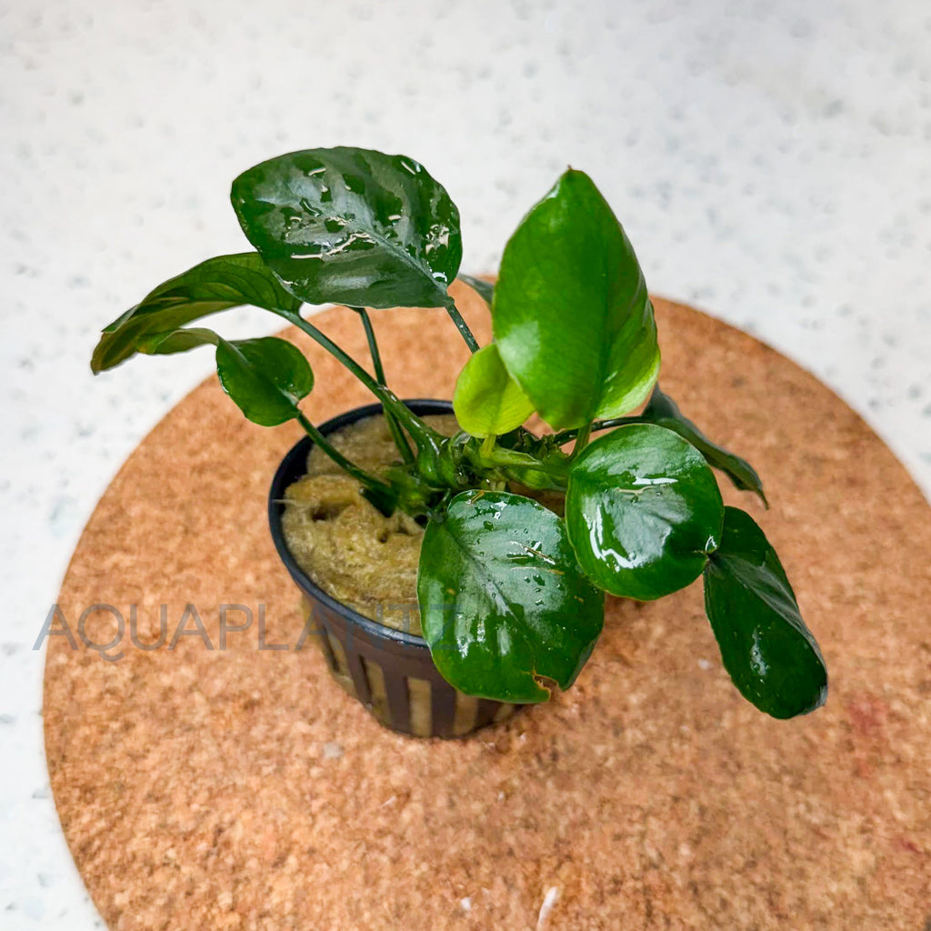 Anubias Golden Coin aquarium plant — Aquaplantz Canada