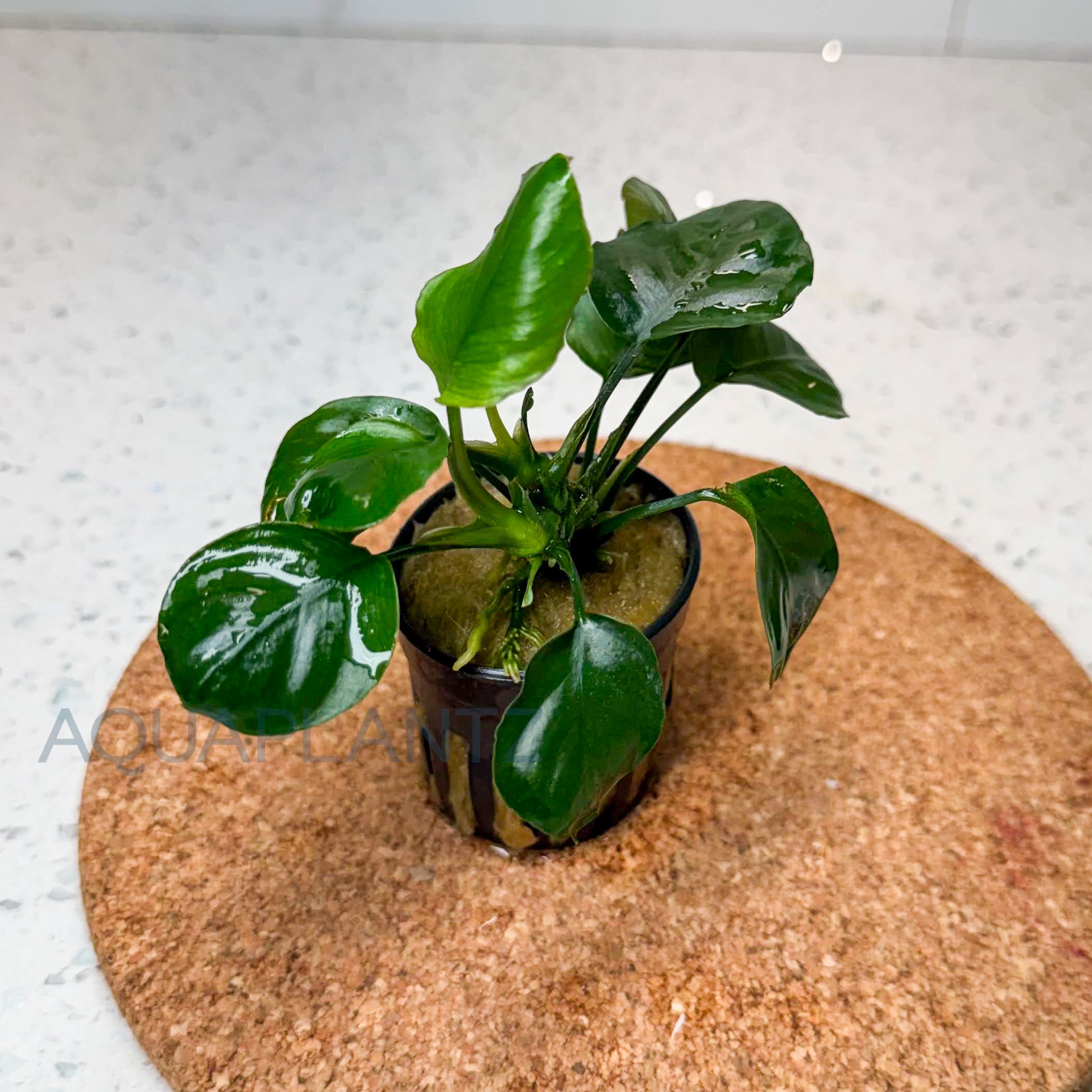 Anubias Golden Coin aquarium plant — Aquaplantz Canada