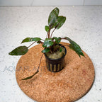 Cryptocoryne Wendtii Brown aquarium plant — Aquaplantz Canada
