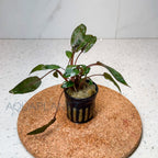 Cryptocoryne Wendtii Brown aquarium plant — Aquaplantz Canada