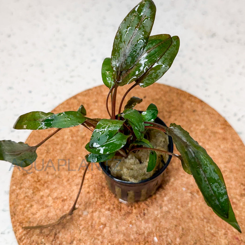 Cryptocoryne Wendtii Brown aquarium plant — Aquaplantz Canada