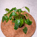 Cryptocoryne Wendtii Green aquarium plant — Aquaplantz Canada