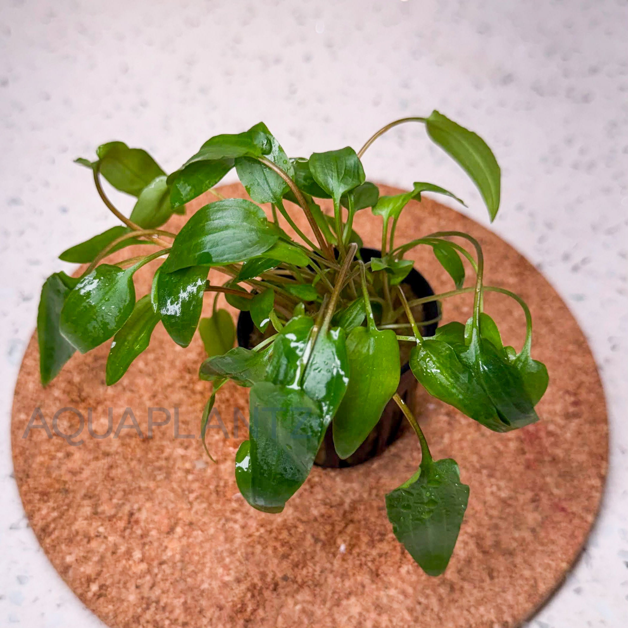 Cryptocoryne Wendtii Green aquarium plant — Aquaplantz Canada