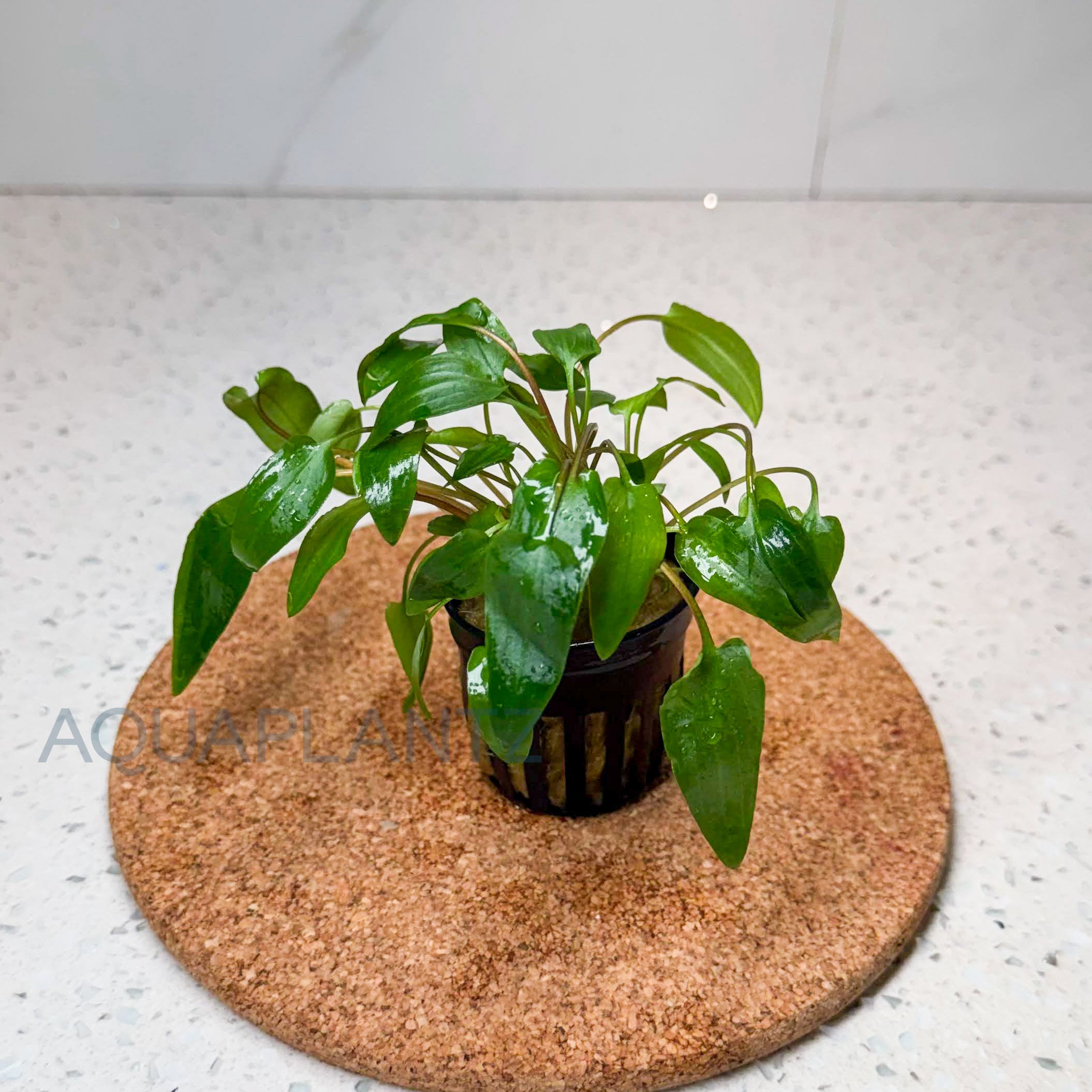 Cryptocoryne Wendtii Green aquarium plant — Aquaplantz Canada