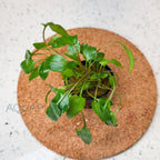 Cryptocoryne Wendtii Green aquarium plant — Aquaplantz Canada