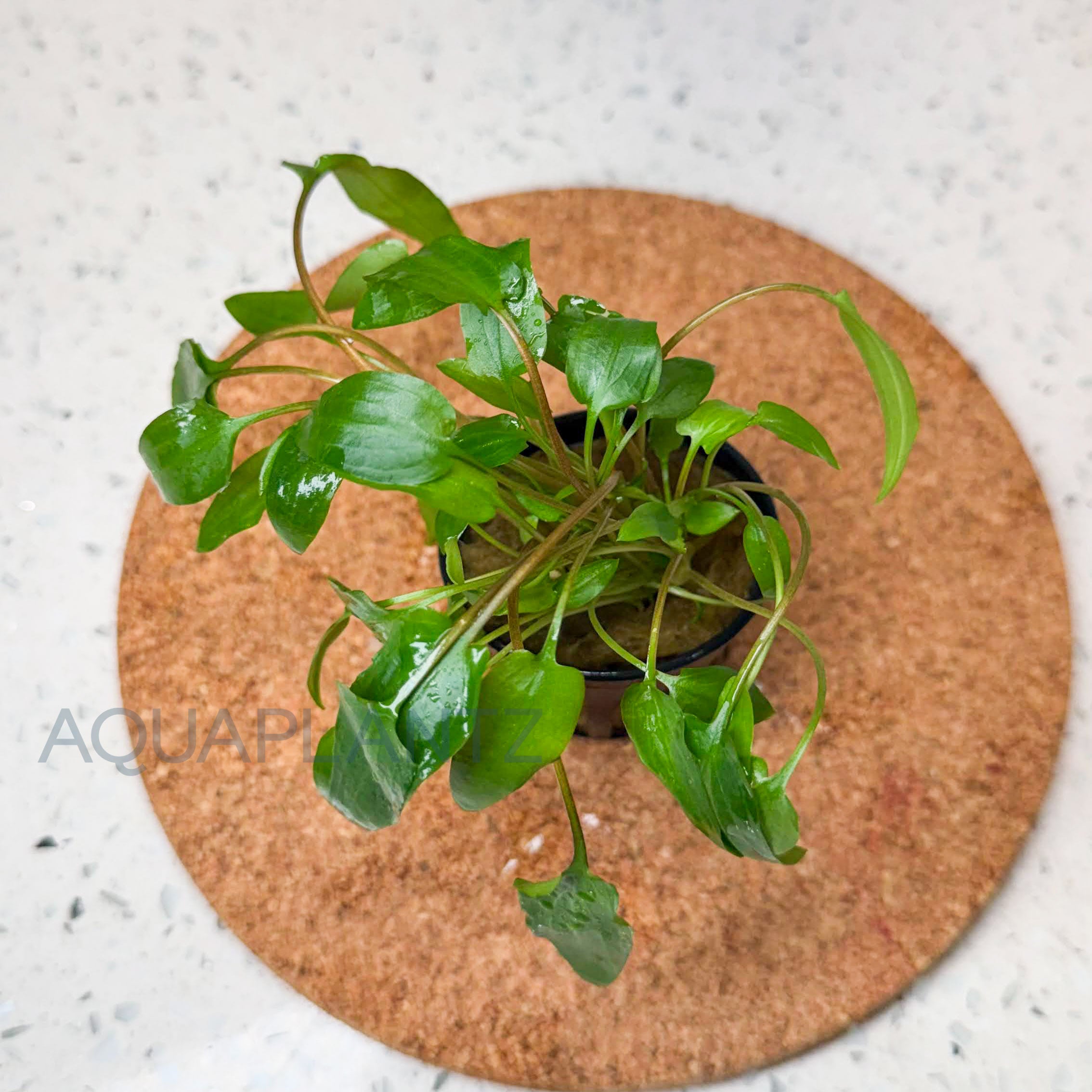Cryptocoryne Wendtii Green aquarium plant — Aquaplantz Canada