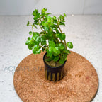 Rotala Rotundifolia Manipurensis aquarium plant — Aquaplantz Canada