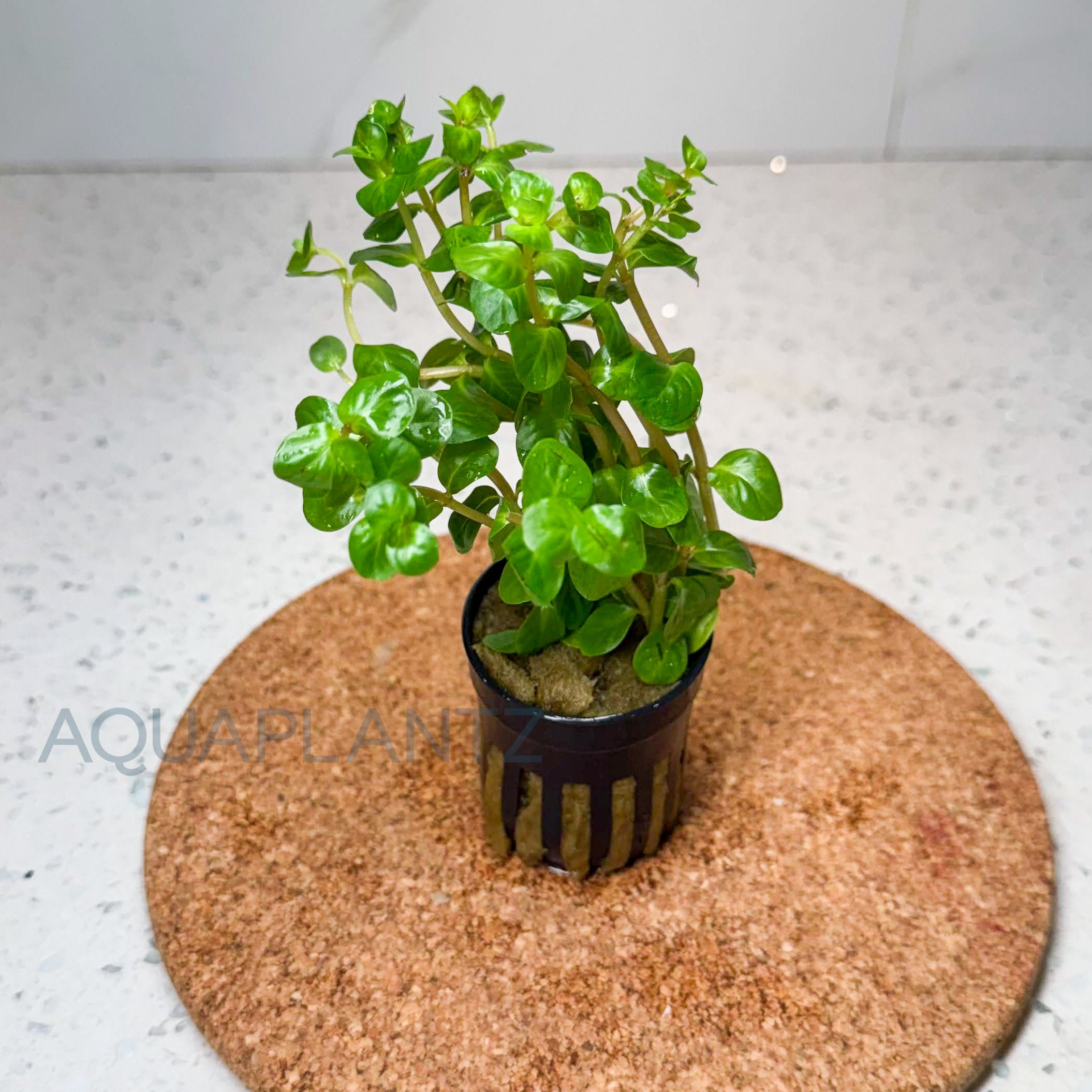 Rotala Rotundifolia Manipurensis aquarium plant — Aquaplantz Canada