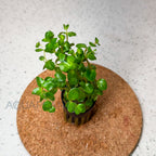 Rotala Rotundifolia Manipurensis aquarium plant — Aquaplantz Canada