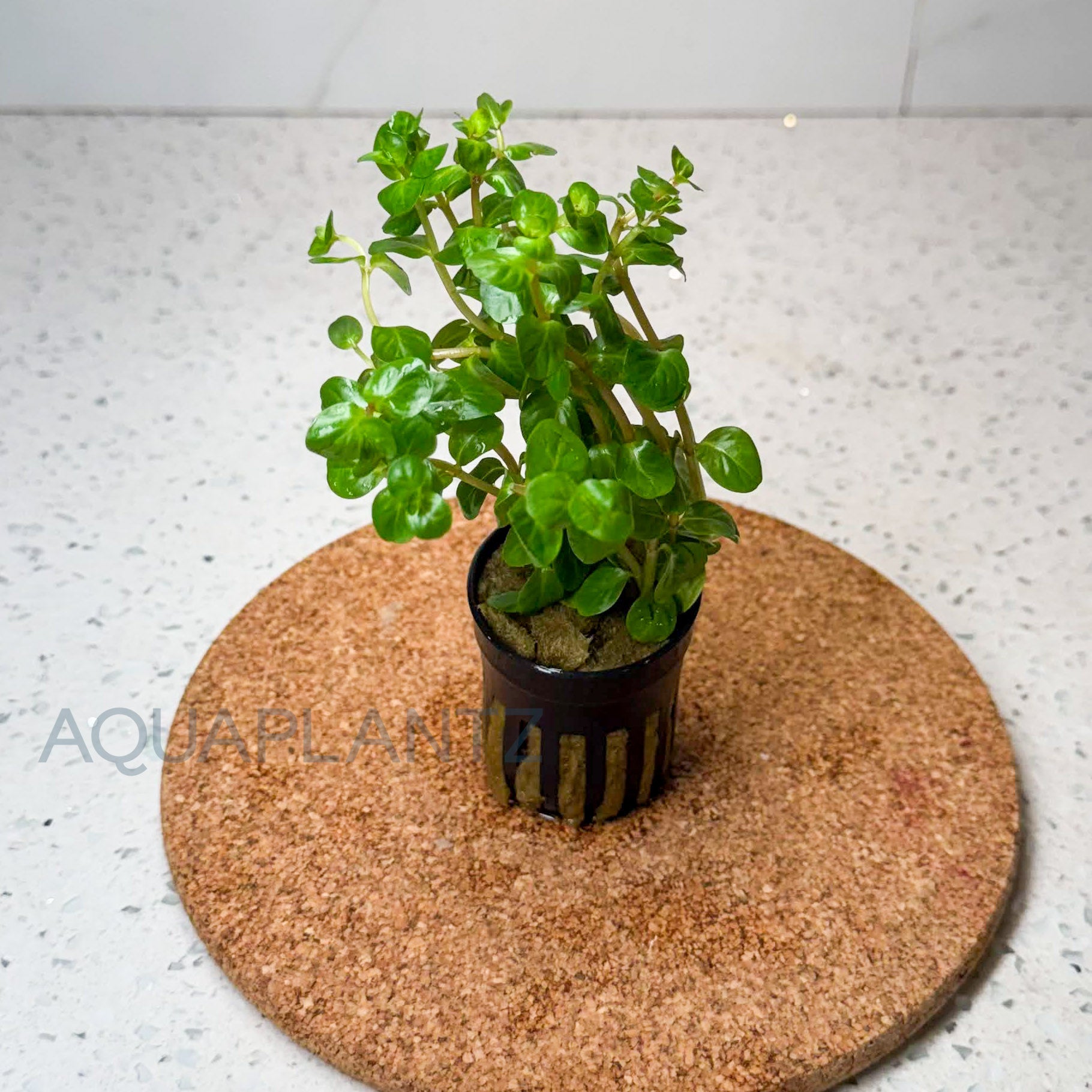 Rotala Rotundifolia Manipurensis aquarium plant — Aquaplantz Canada