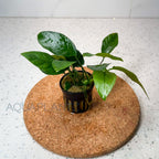 Anubias Barteri Striped aquarium plant — Aquaplantz Canada