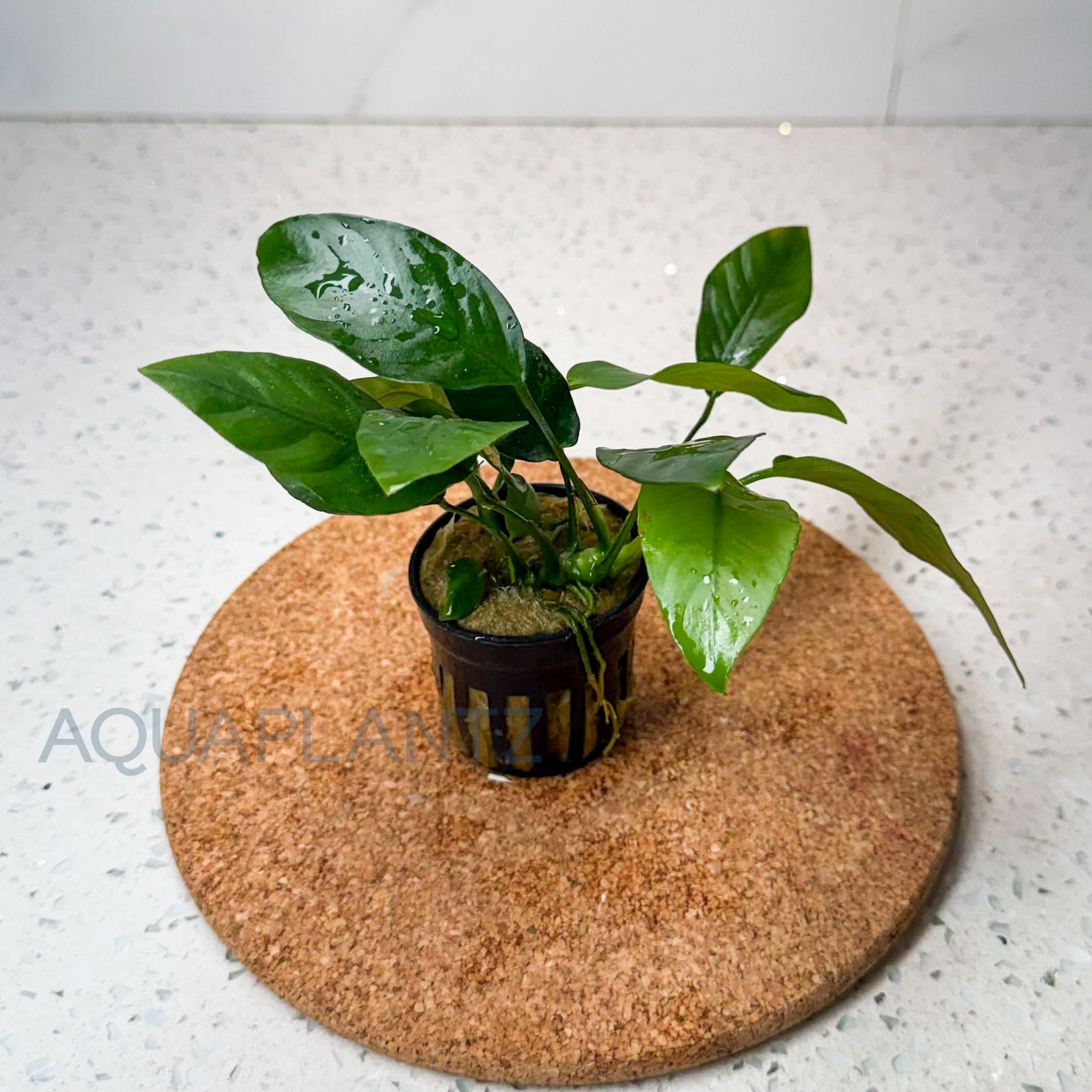 Anubias Barteri Striped aquarium plant — Aquaplantz Canada