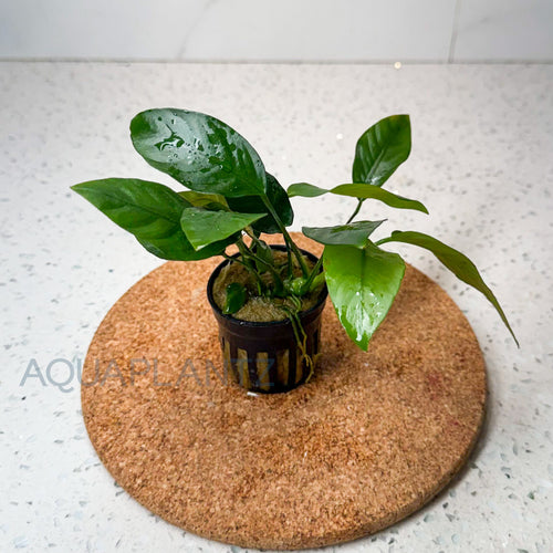 Anubias Barteri Striped aquarium plant — Aquaplantz Canada