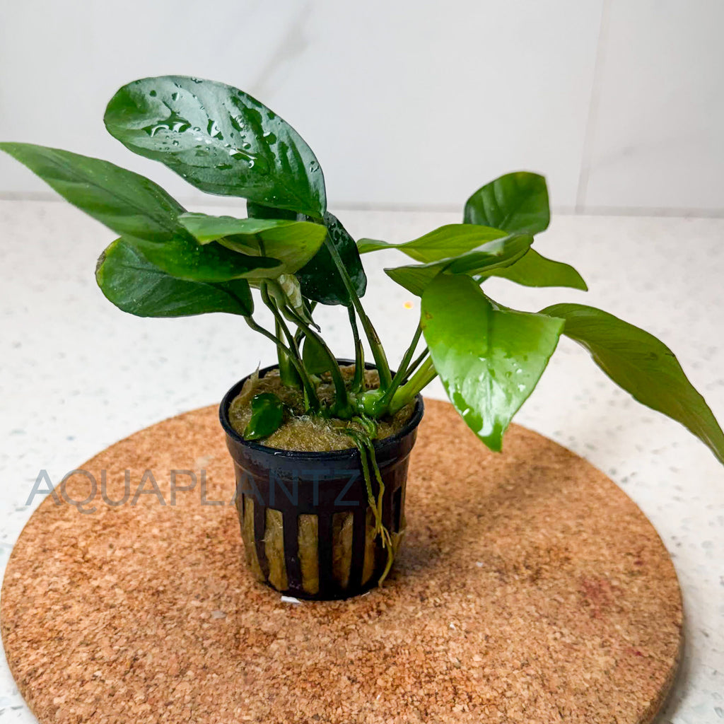 Anubias Barteri Striped aquarium plant — Aquaplantz Canada