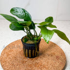 Anubias Barteri Striped aquarium plant — Aquaplantz Canada