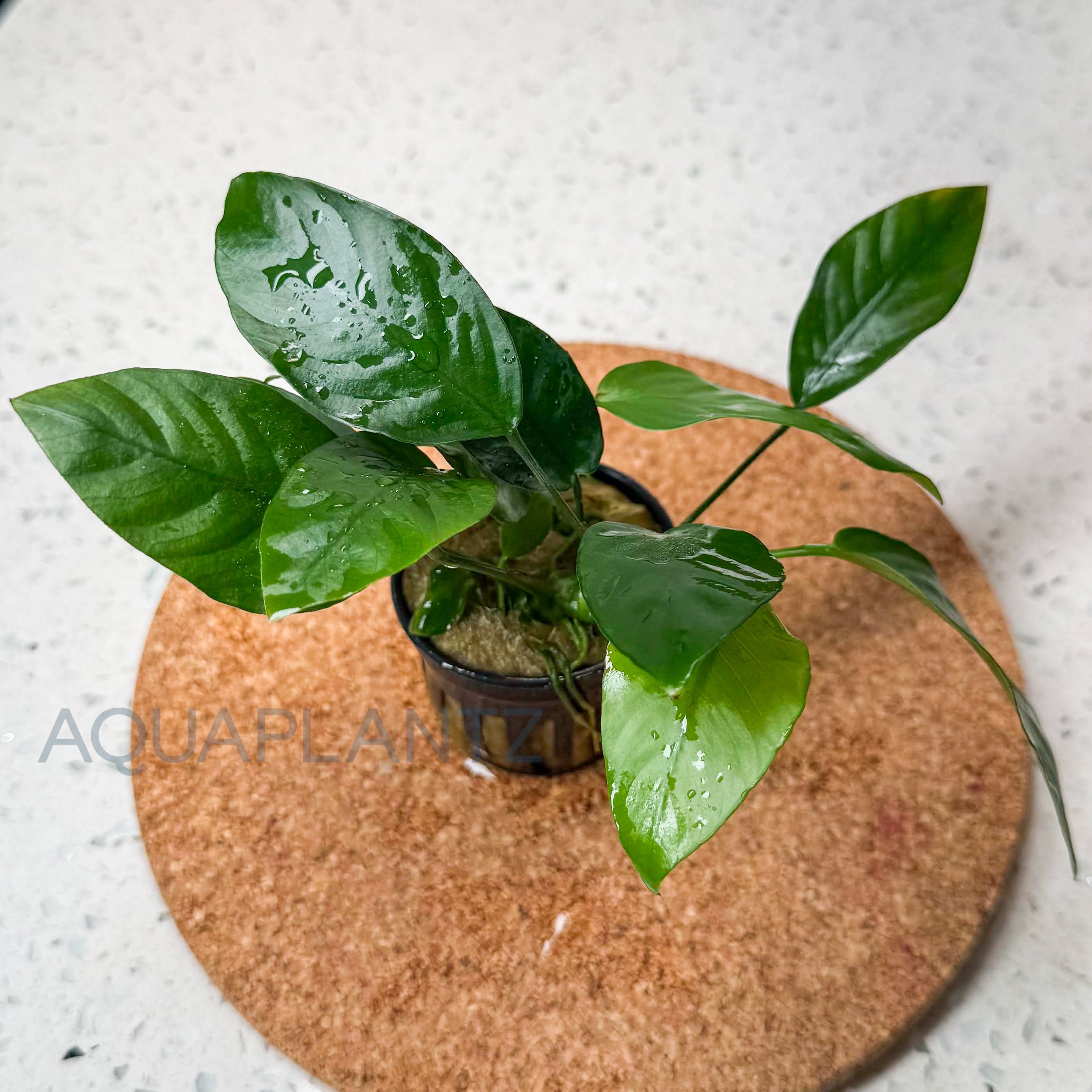 Anubias Barteri Striped aquarium plant — Aquaplantz Canada