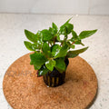 Ludwigia Repens aquarium plant — Aquaplantz Canada