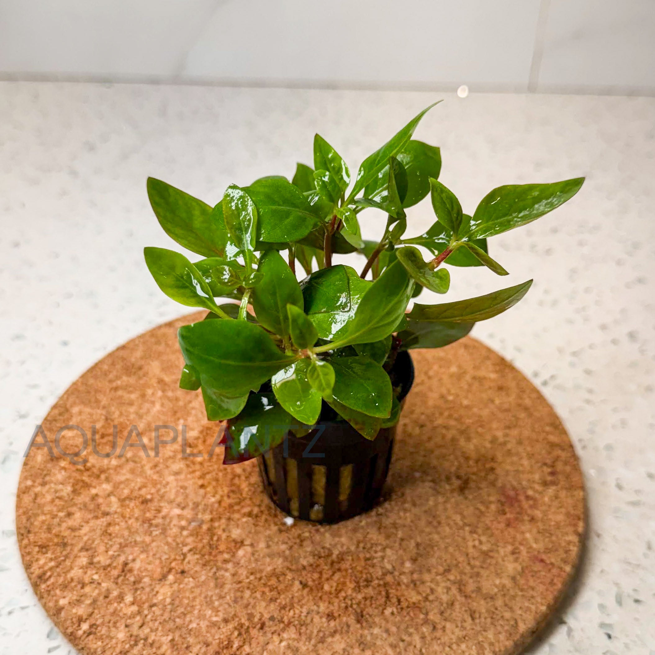Ludwigia Repens aquarium plant — Aquaplantz Canada