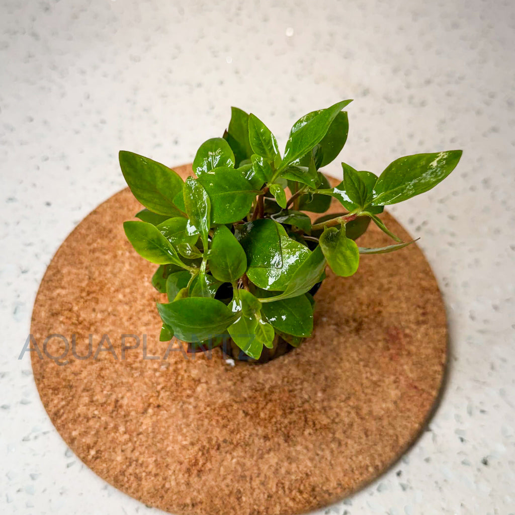 Ludwigia Repens aquarium plant — Aquaplantz Canada