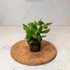 Ludwigia Repens aquarium plant — Aquaplantz Canada